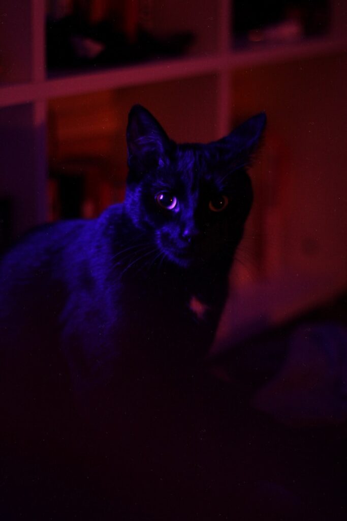 Un misterioso gato negro